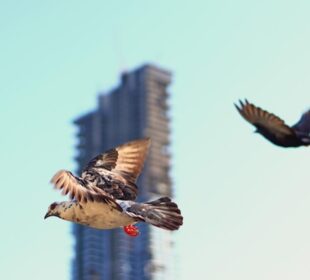 Bird Control Challenges with Bespoke Roof Stanchions