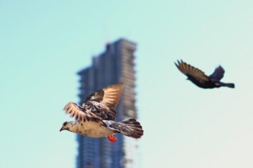 Bird Control Challenges with Bespoke Roof Stanchions