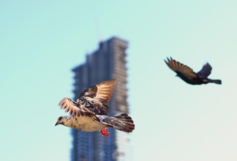 Bird Control Challenges with Bespoke Roof Stanchions