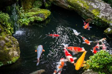 Pond Fish