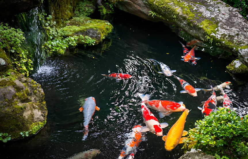 Pond Fish